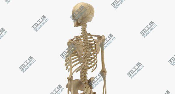 images/goods_img/20210312/Real Human Woman Skeleton Bones Anatomy With Intervertibral Disks 01 model/3.jpg